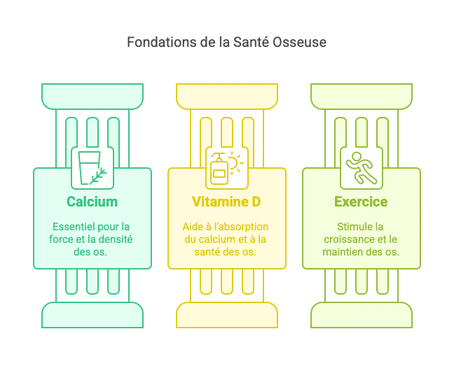 Fondations de la Santé Osseuse