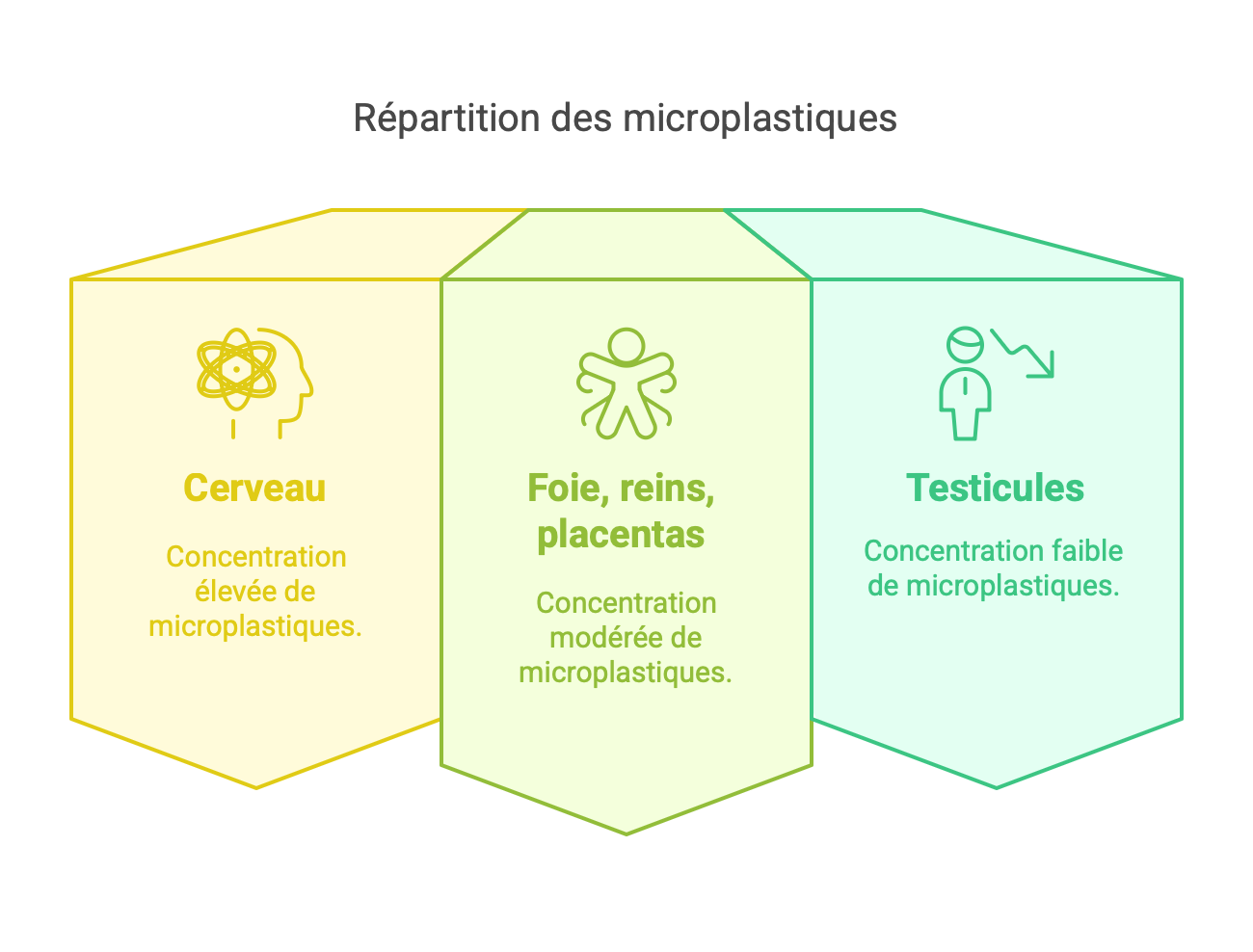 concentration de microplastique dans organes humains