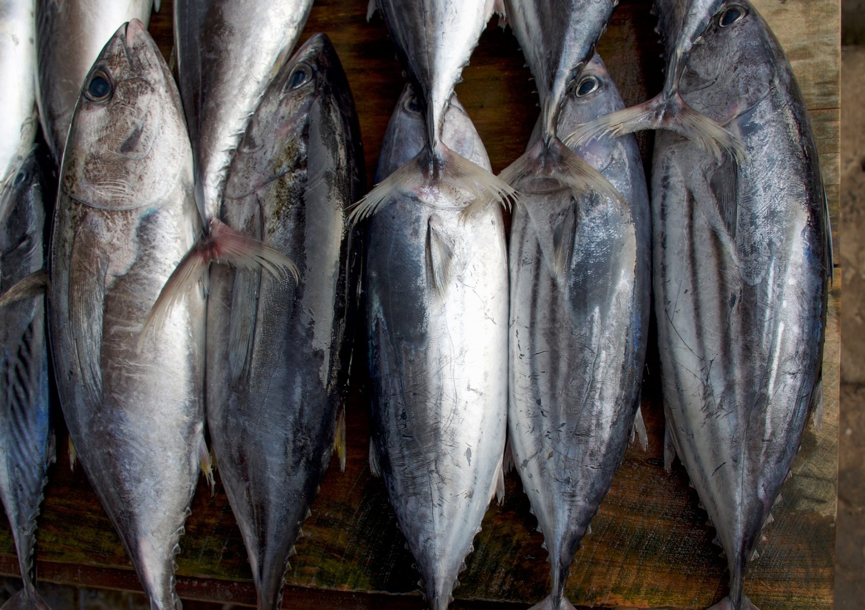 Fresh fish counter with tuna