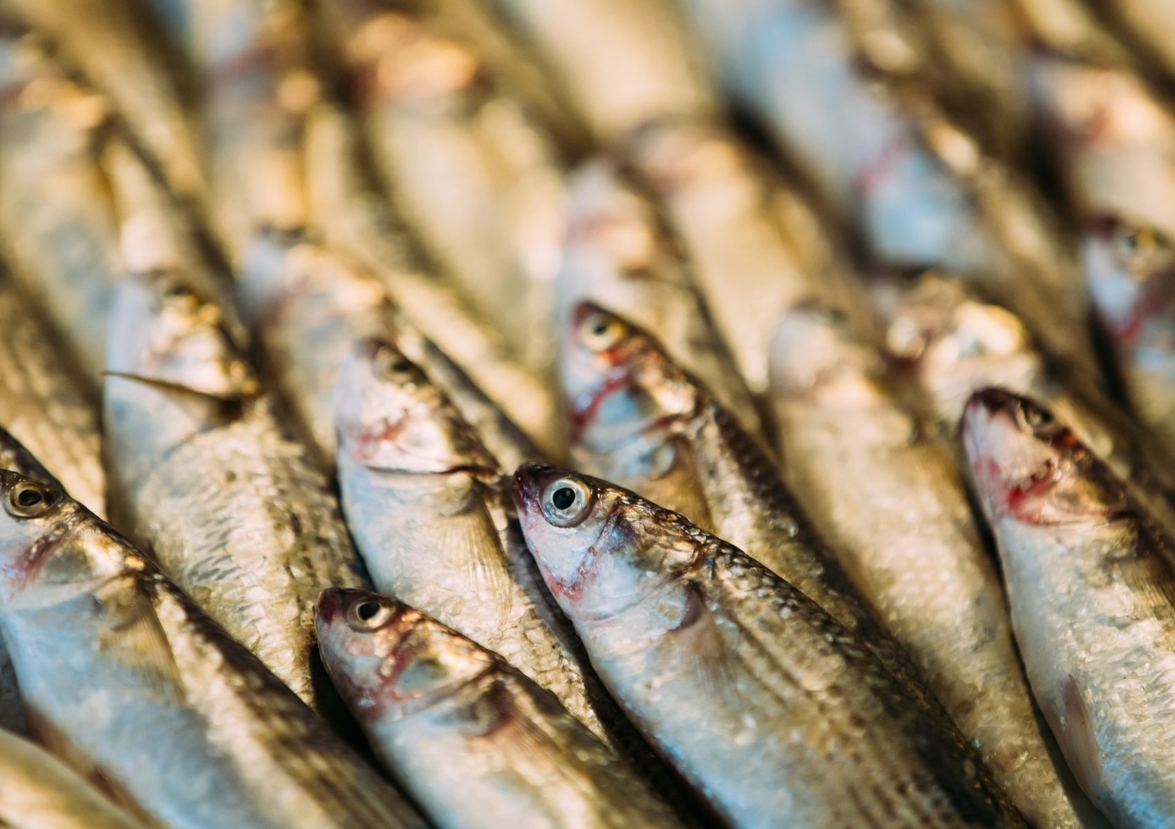 Fresh Sprat Fish On Display On Ice On Market Store Shop. Seafood