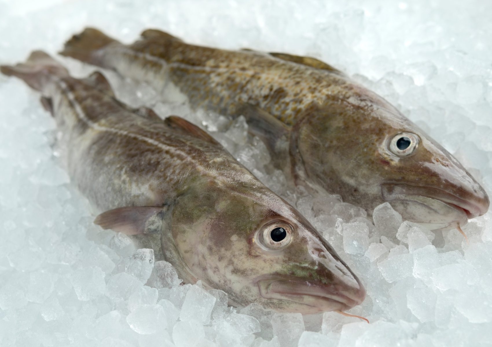 Pair of fresh raw cod fishes